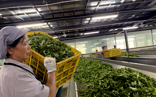 英德红茶60年传承 - 制茶工艺