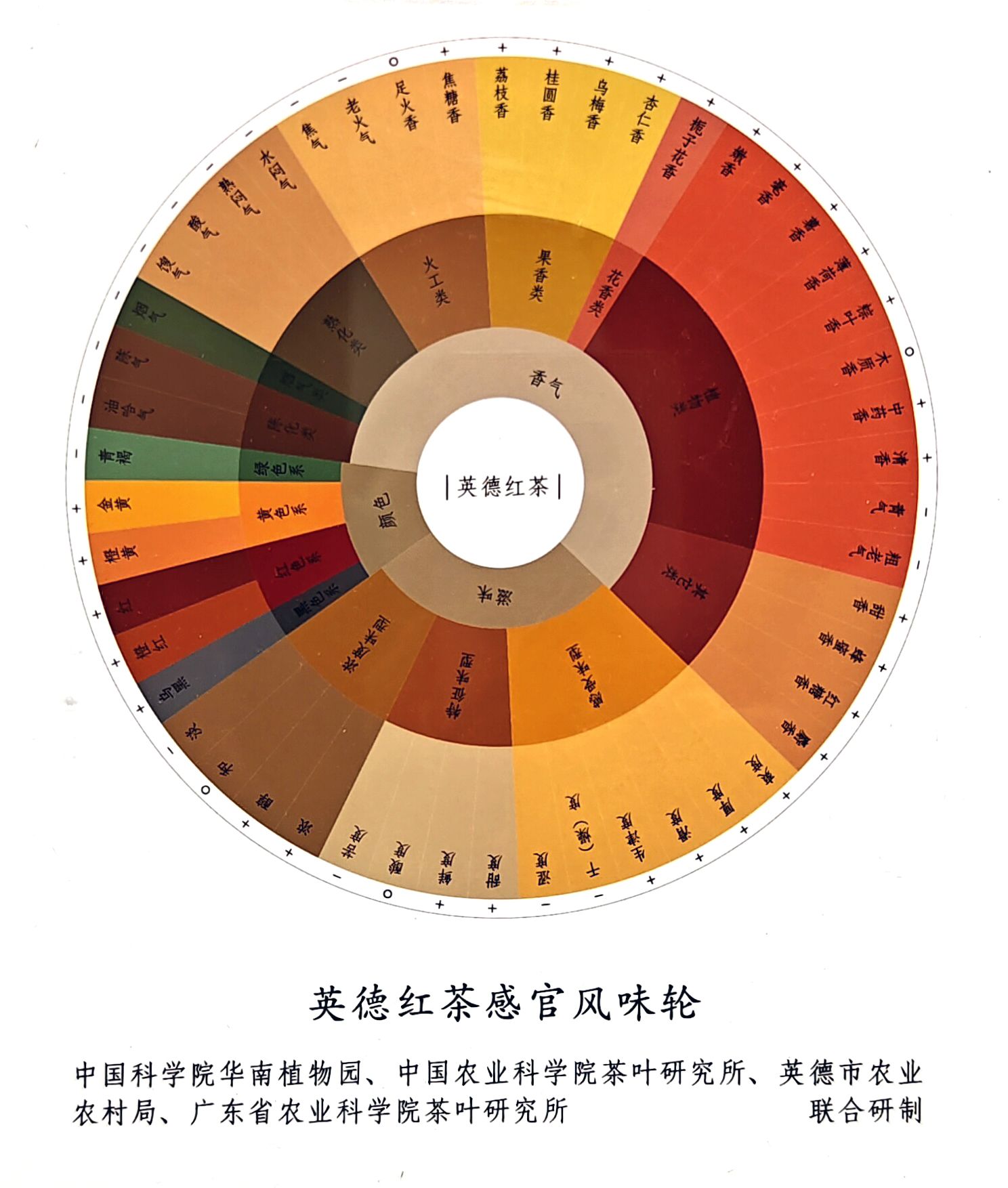 英德红茶感官风味轮 - 中科院华南植物园官方发布
